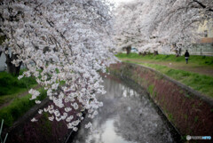 高座渋谷　千本桜付近散策