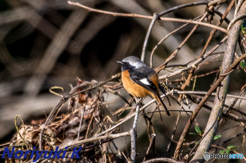 ガッツリトリミング