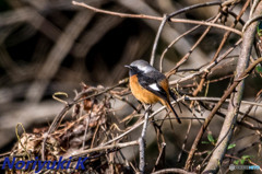 ガッツリトリミング