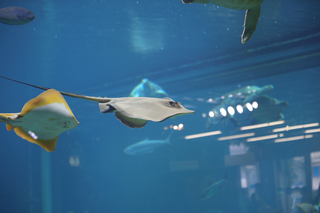 箱根園水族館