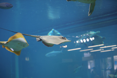 箱根園水族館