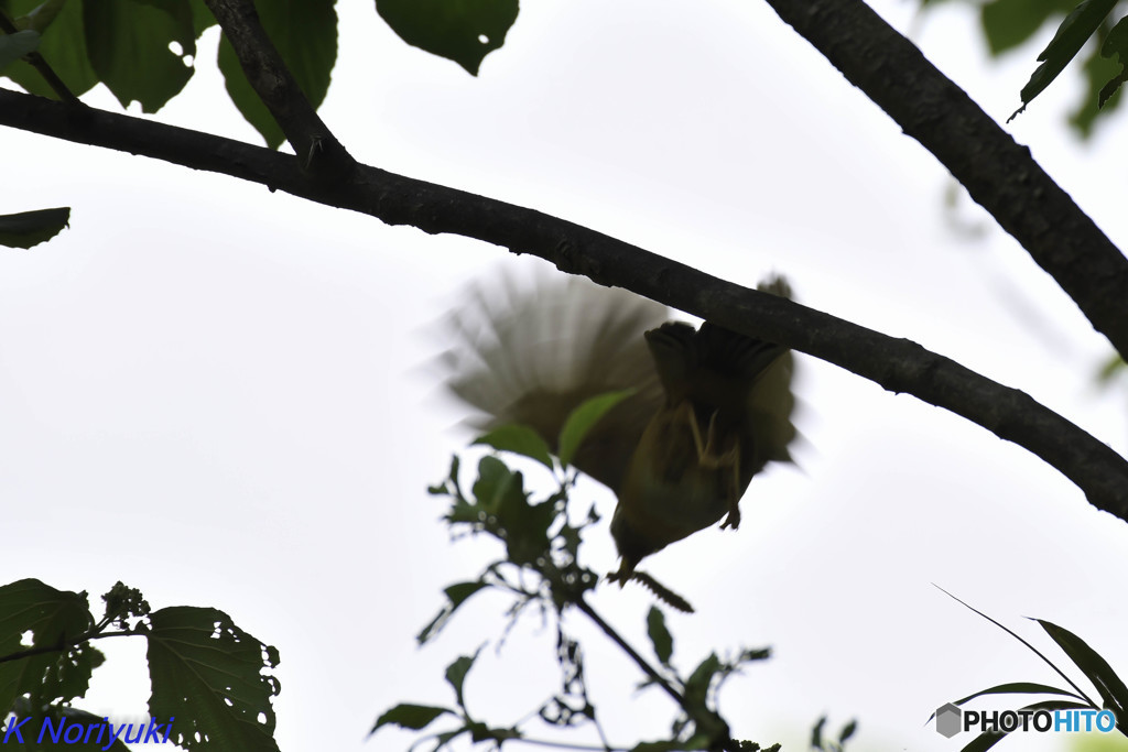 ガビいっきマース！！