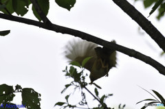 ガビいっきマース！！