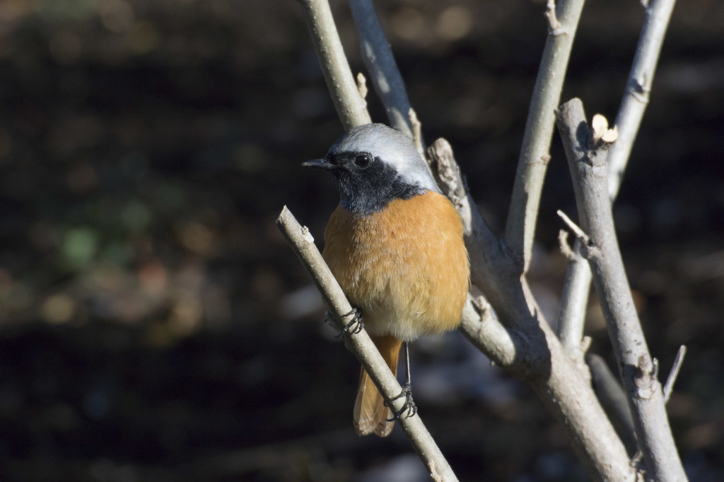 野鳥撮り納め