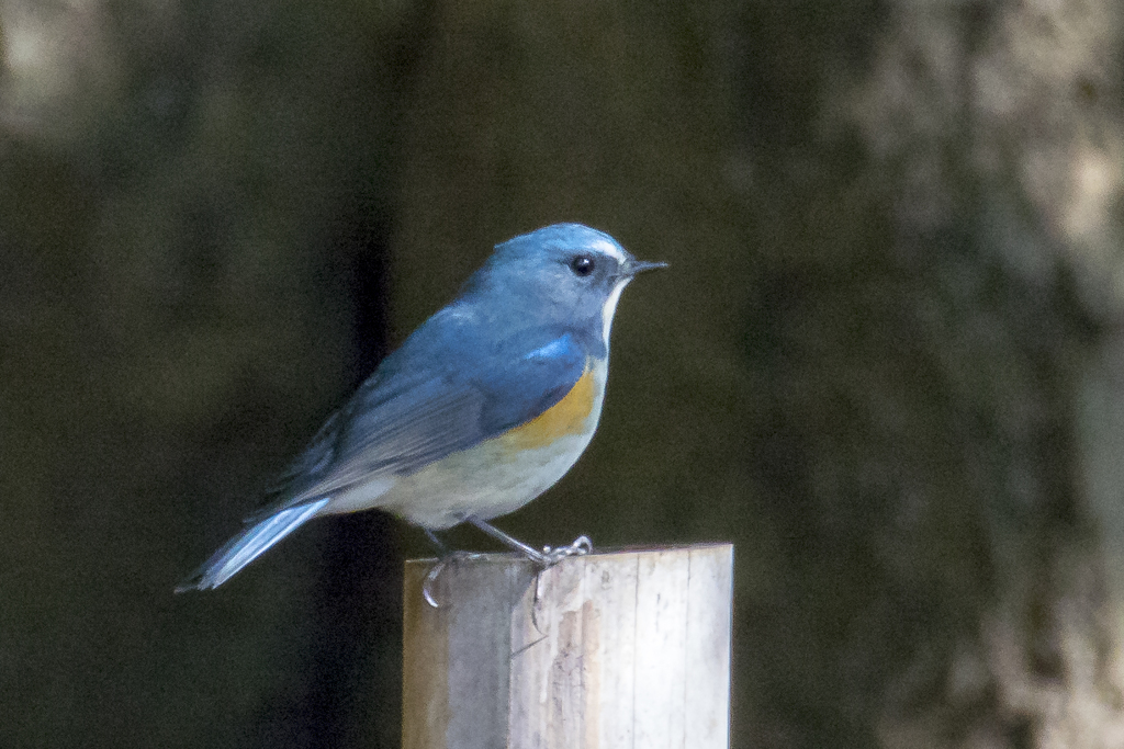 野鳥撮り納め