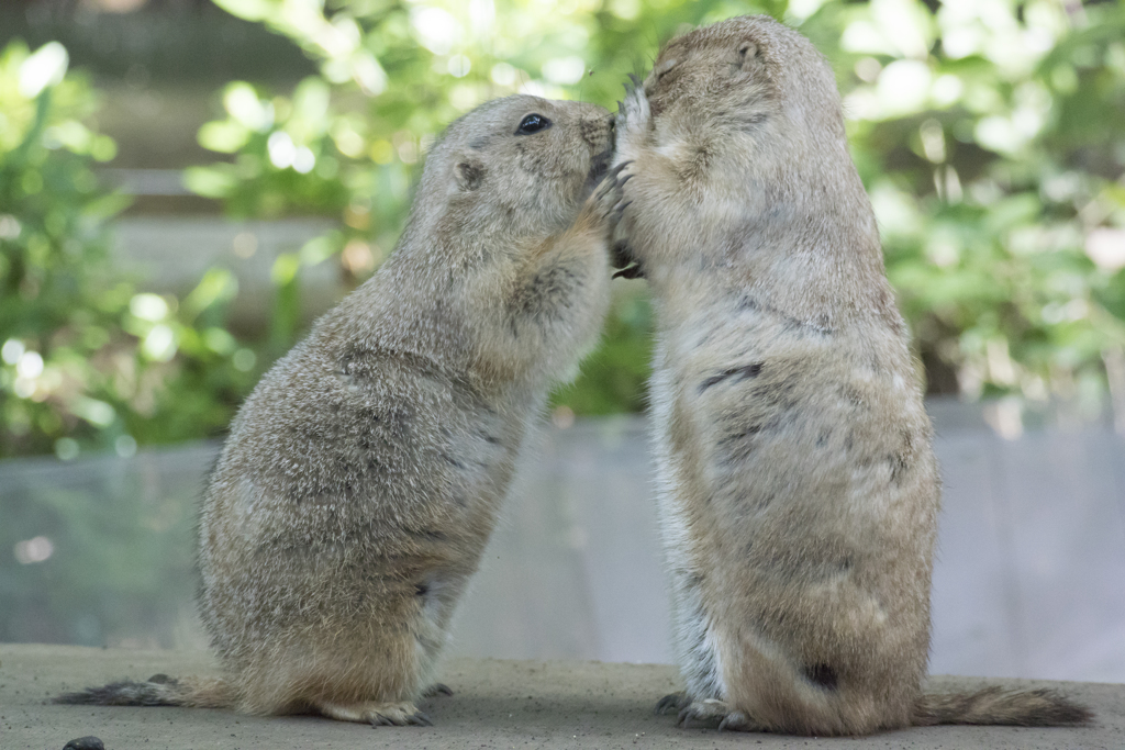 上の動物園～浅草～スカイツリー　弾丸ツアー　V3縛りｗ