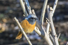 野鳥撮り納め