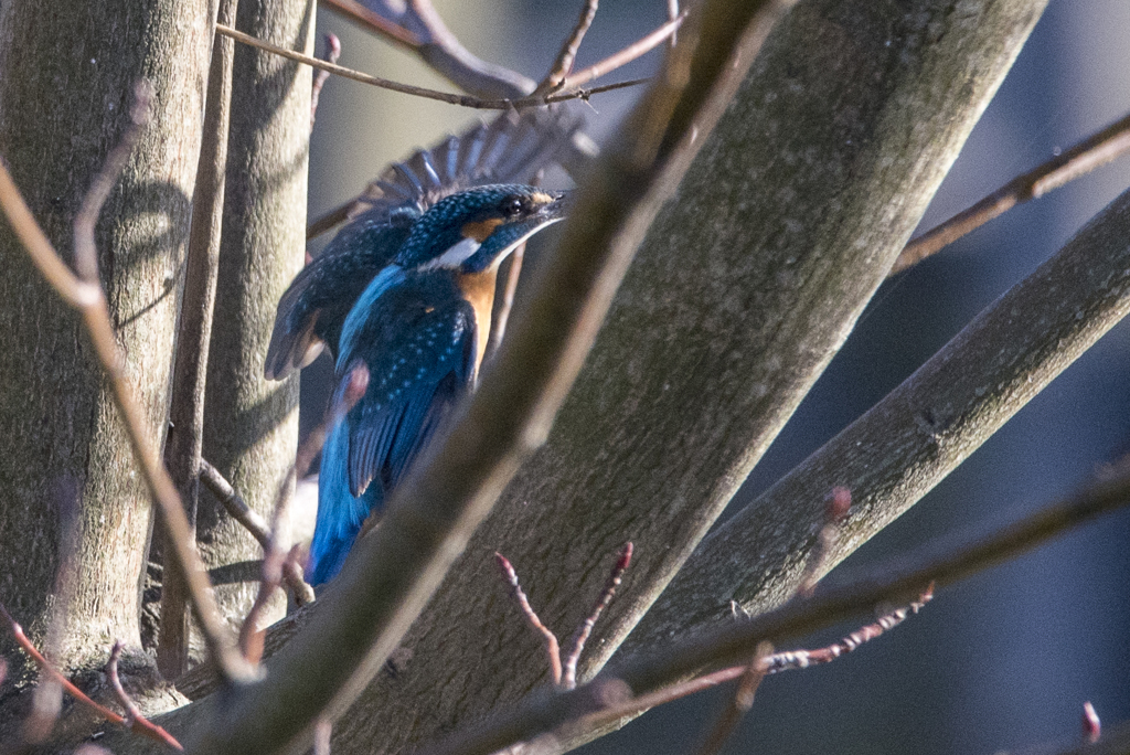 野鳥撮り納め