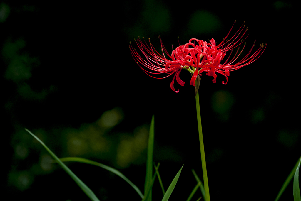 曼珠沙華