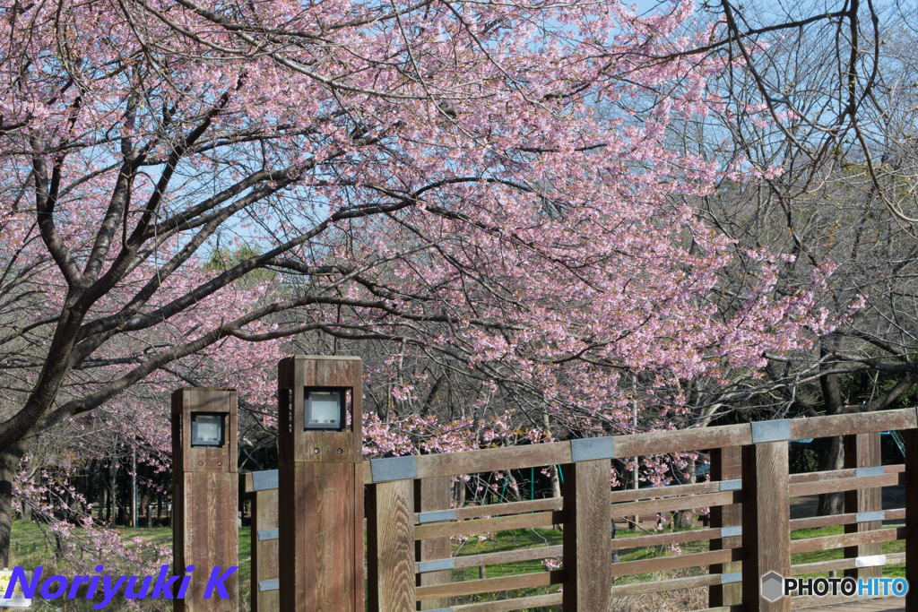 大寒桜