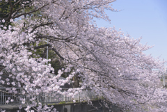 口座渋谷　千本桜祭り　お写ん歩