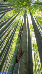 竹のお寺報国寺