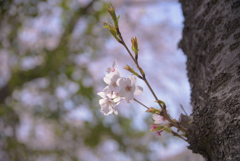 口座渋谷　千本桜祭り　お写ん歩