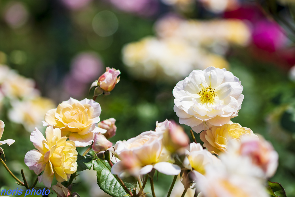 調布　深大寺薔薇園