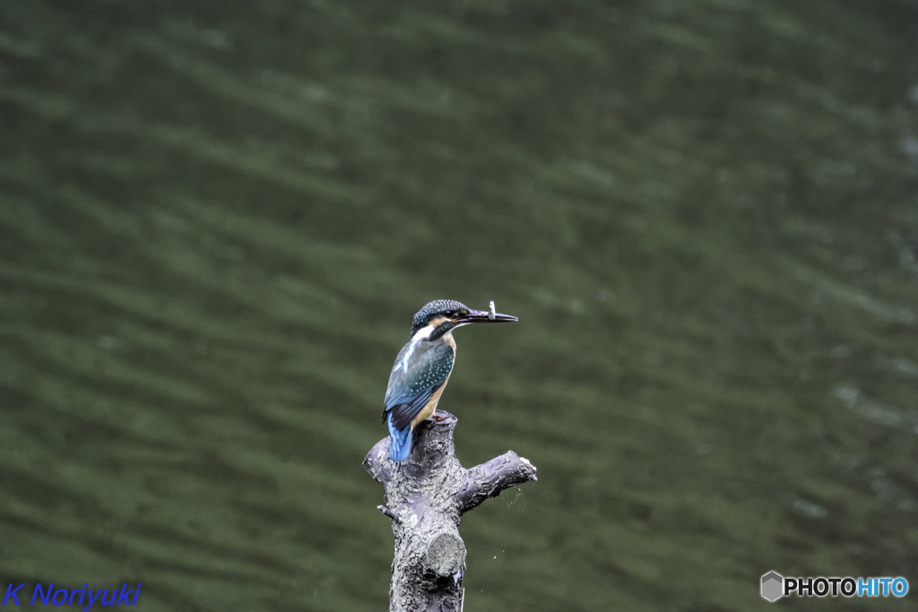 カワセミ