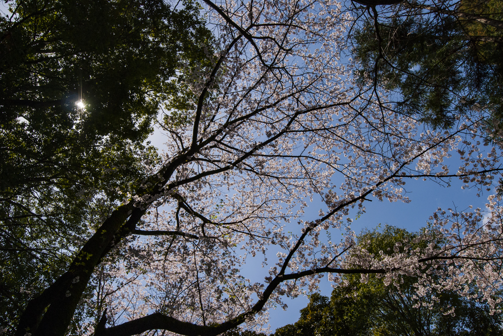 春絢爛