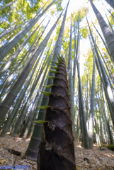 竹のお寺報国寺