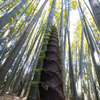 竹のお寺報国寺
