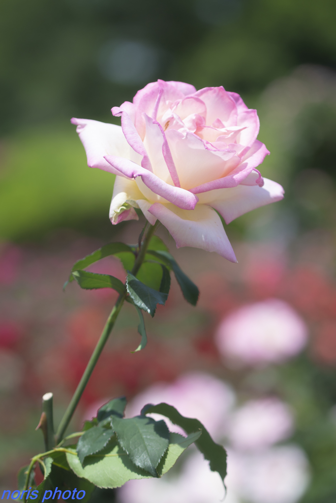 調布　深大寺薔薇園