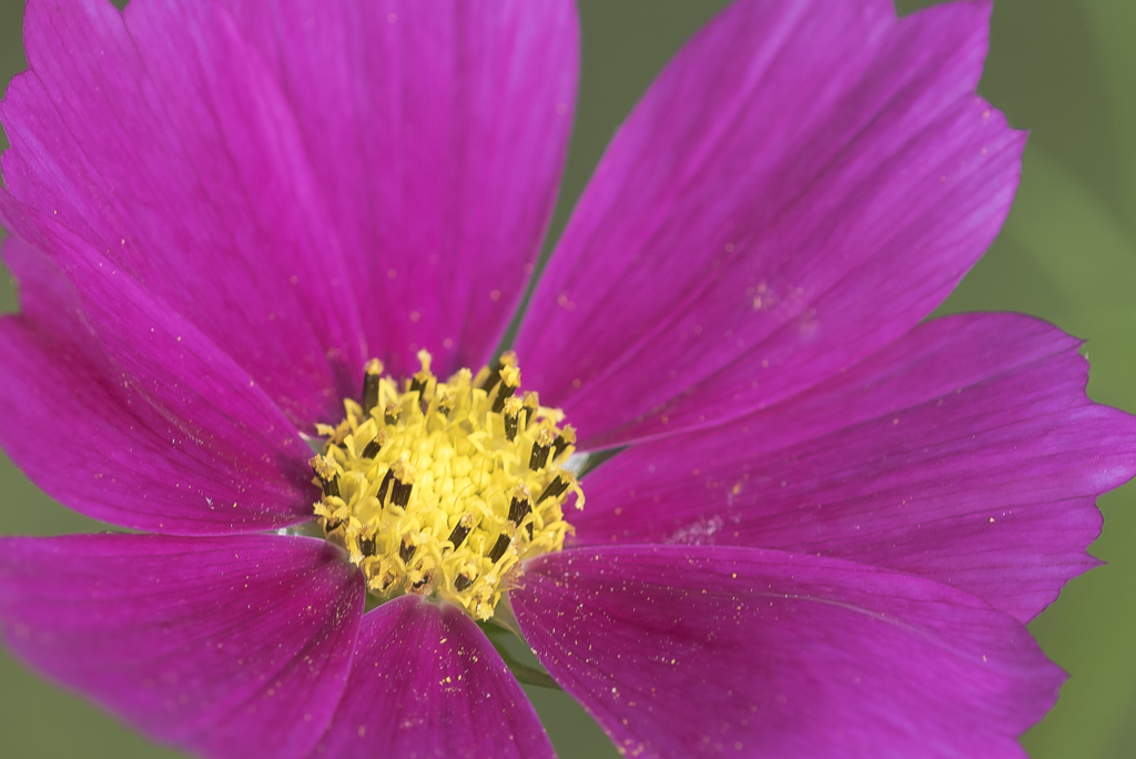 micro rens photo