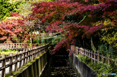 いつもの公園