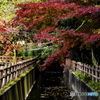 いつもの公園