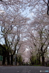 高座渋谷　千本桜付近散策