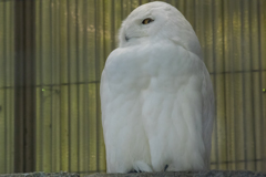上の動物園～浅草～スカイツリー　弾丸ツアー　V3縛りｗ