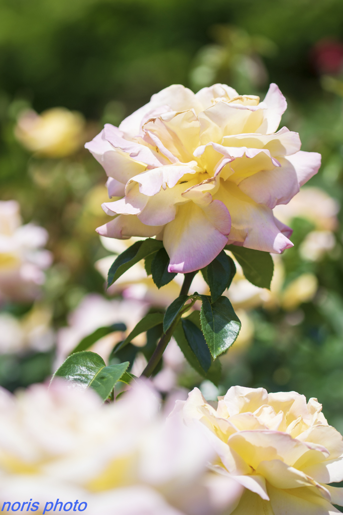 調布　深大寺薔薇園