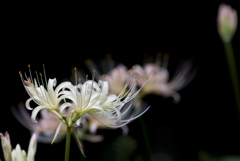 曼珠沙華