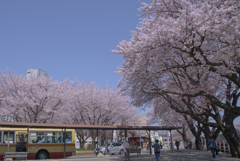 口座渋谷　千本桜祭り　お写ん歩