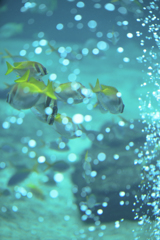 箱根園水族館