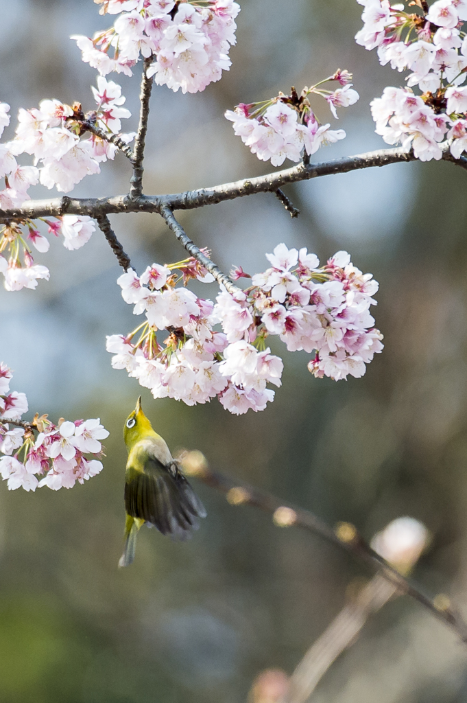 桜ジロー