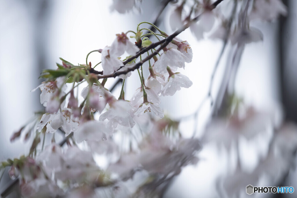 雨天お写ん歩