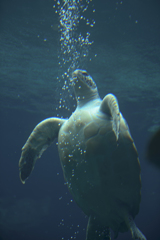 箱根園水族館