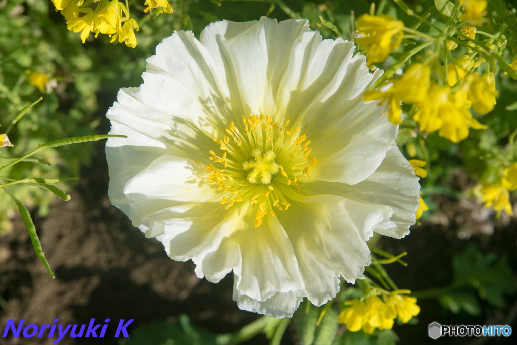 大輪の。。。なんだろｗｗ