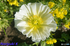 大輪の。。。なんだろww 大輪の。。。なんだろww