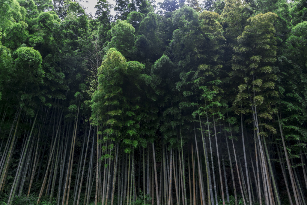 北鎌倉　お写ん歩