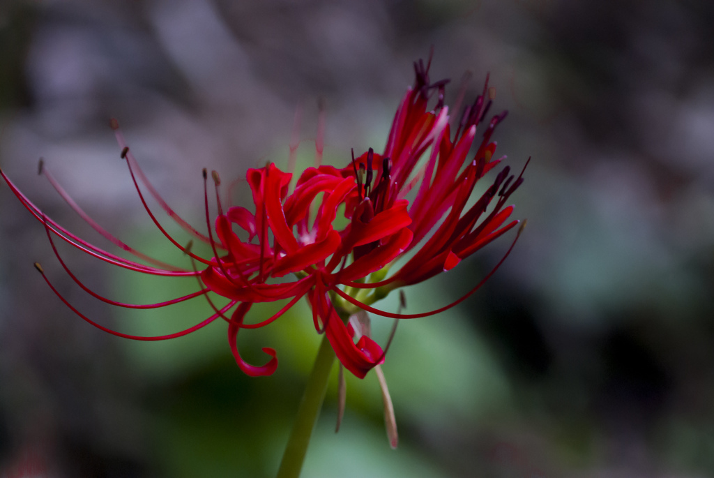 曼珠沙華