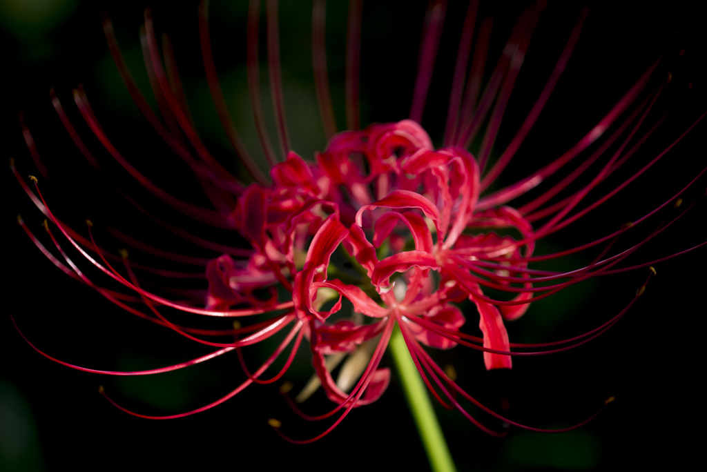 micro rens photo