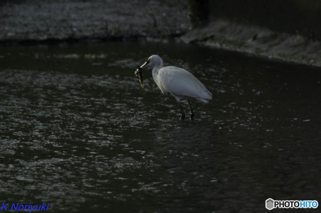 でけぇの捕ってた(⌒∇⌒)