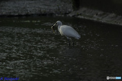 でけぇの捕ってた(⌒∇⌒)