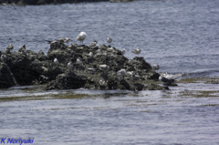 三浦半島の磯遊び