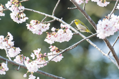 桜ジロー