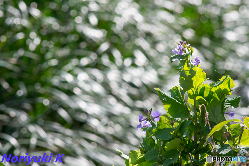 煌きに抱かれて