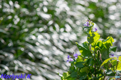 煌きに抱かれて 煌きに抱かれて