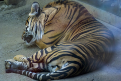 上の動物園～浅草～スカイツリー　弾丸ツアー　V3縛りｗ