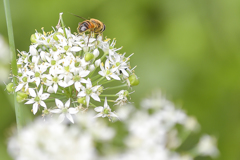 micro rens photo