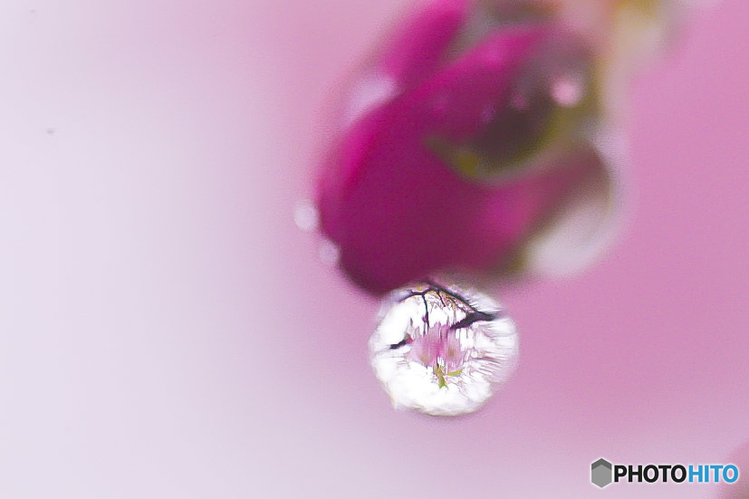 cherry　blossom　rain