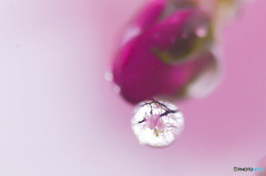 cherry　blossom　rain